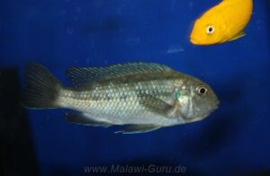 Pseudotropheus galanos 'Fuawe Island'